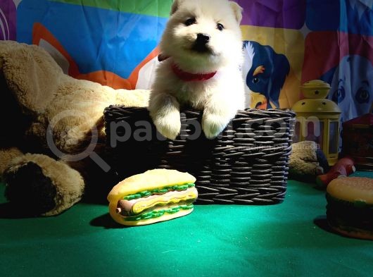 Beyaz Samoyed Yavrularimiz