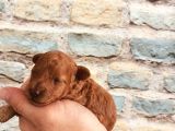 Çok Uyguna Ev Bakimi Apricot Renk Poodle