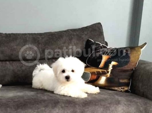 Maltesse Terrier Cinsi Güzel Yavrular  görsel