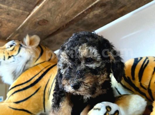 Si̇lver Poodle Irk Garanti̇li̇ görsel