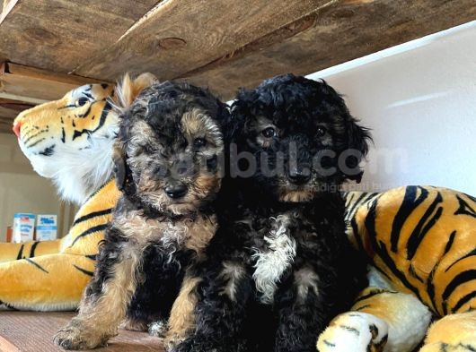 Si̇lver Poodle Irk Garanti̇li̇ görsel