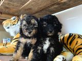 Si̇lver Poodle Irk Garanti̇li̇