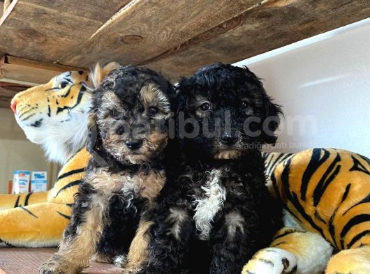 Si̇lver Poodle Irk Garanti̇li̇ görsel