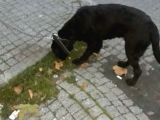 Labrador Caklit