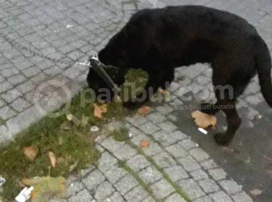 Labrador Caklit