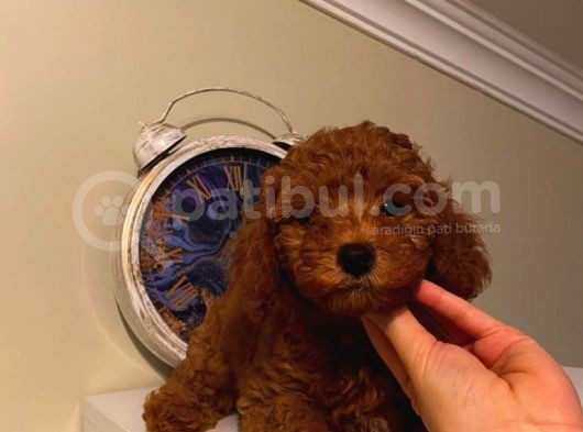 Birbirinden Sevimli Poodle Bebekler görsel