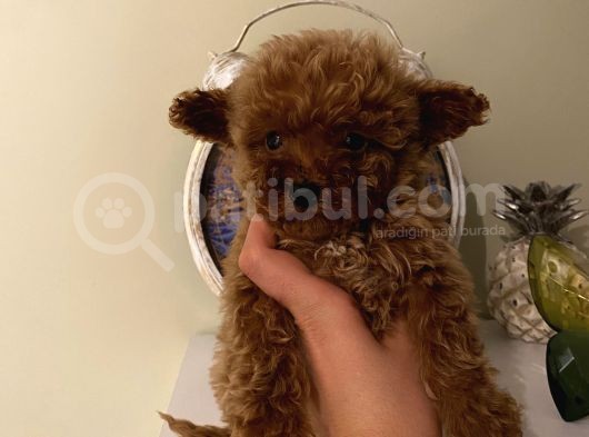 Birbirinden Sevimli Poodle Bebekler görsel