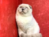 Erkek Blue Point  Scottish Fold Yavrumuz