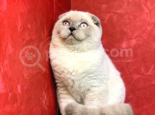 Erkek Blue Point  Scottish Fold Yavrumuz görsel