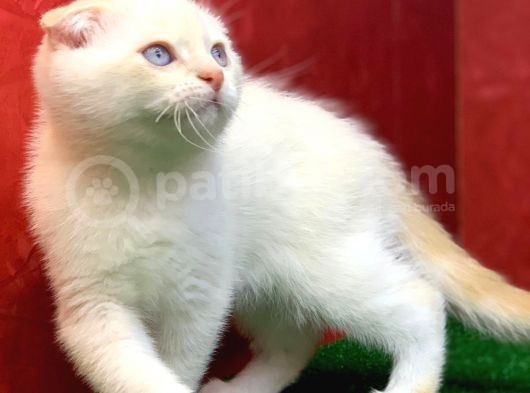 Muhteşem Güzelli̇kte  Scottish Fold Red Point Yavrumuz