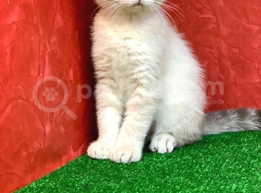 Sifir Kulak Yuvarlak Kafa Lynx Point Scottish Fold Yavrumuz