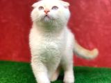 Muhteşem Güzelli̇kte  Scottish Fold Red Point Yavrumuz