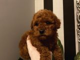 Poodle Bebeklerimiz 