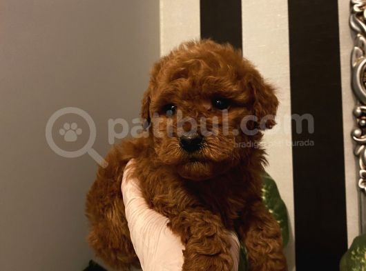 Poodle Bebeklerimiz  görsel