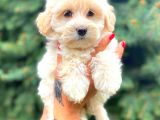 Teacup Sütlü Kahveli̇ Di̇şi̇ Malti̇po