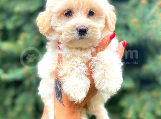 Teacup Sütlü Kahveli̇ Di̇şi̇ Malti̇po görsel