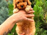 Red Toy Poodle Di̇şi̇ Üst Kali̇te