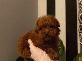 Poodle Bebeklerimiz 