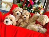 Maltipoo Dizayn Irk Sevimli Yavrular