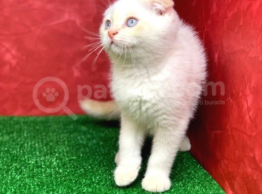 Muhteşem Güzelli̇kte  Scottish Fold Red Point Yavrumuz görsel