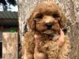 Mükemmel Maltipoo Yavrularımız