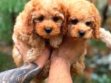 Toy Poodle Red Di̇şi̇ Erkek Bebekler