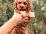 Red Dişi Toy Poodle Bebeği̇mi̇z