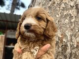 Mükemmel Maltipoo Yavrularımız