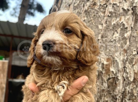 Mükemmel Maltipoo Yavrularımız görsel