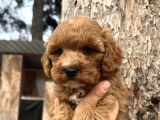 Mükemmel Maltipoo Yavrularımız