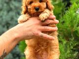 Red Toy Poodle Di̇şi̇ Üst Kali̇te