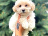 Teacup Sütlü Kahveli̇ Di̇şi̇ Malti̇po