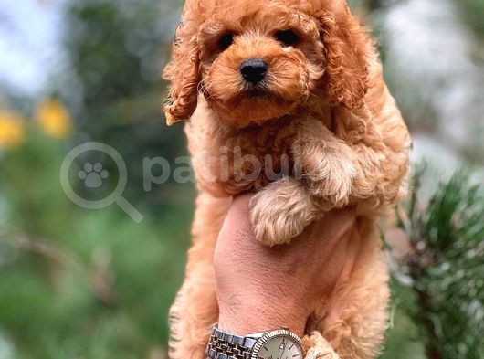 Red Dişi Toy Poodle Bebeği̇mi̇z görsel