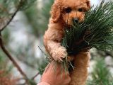 Red Dişi Toy Poodle Bebeği̇mi̇z