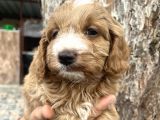Mükemmel Maltipoo Yavrularımız