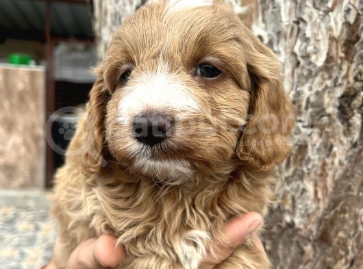 Mükemmel Maltipoo Yavrularımız görsel