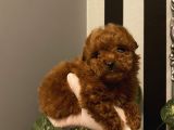 Poodle Bebeklerimiz 