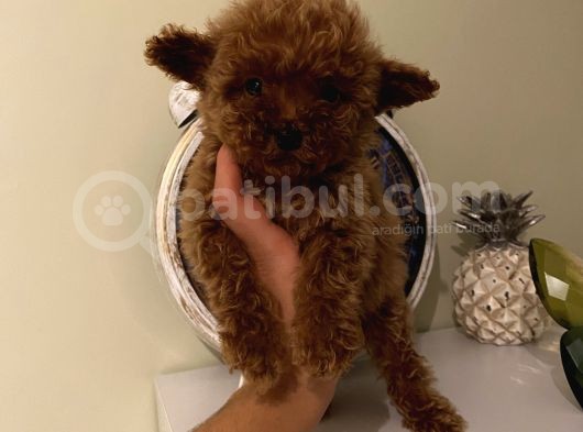 Poodle Bebeklerimiz 