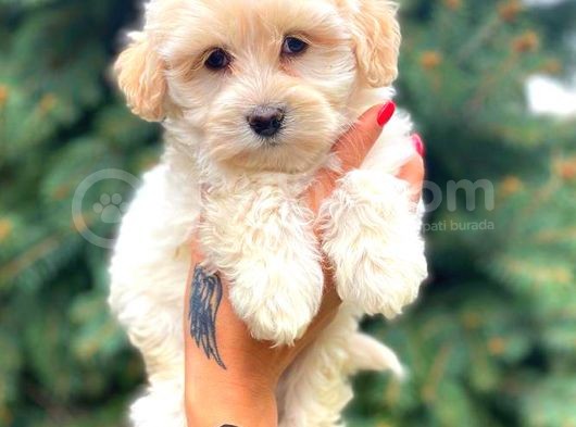 Teacup Sütlü Kahveli̇ Di̇şi̇ Malti̇po görsel