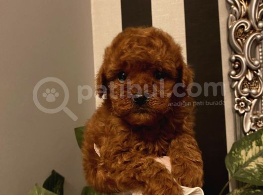 Birbirinden Sevimli Poodle Bebekler görsel