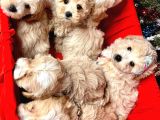 Maltipoo Dizayn Irk Sevimli Yavrular