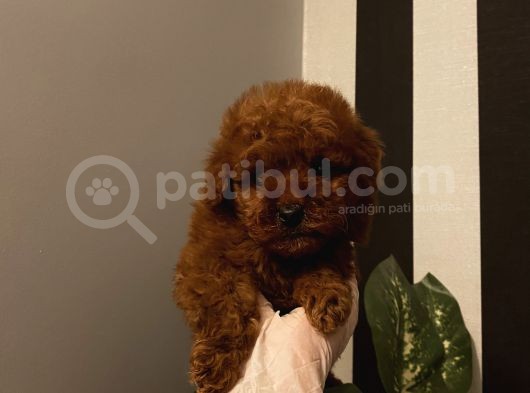 Birbirinden Sevimli Poodle Bebekler