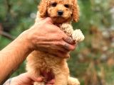 Toy Poodle Red Di̇şi̇ Erkek Bebekler