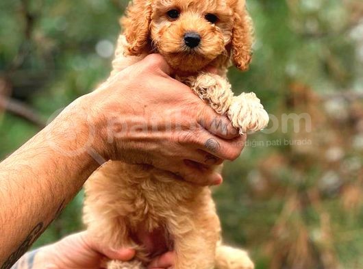 Toy Poodle Red Di̇şi̇ Erkek Bebekler görsel