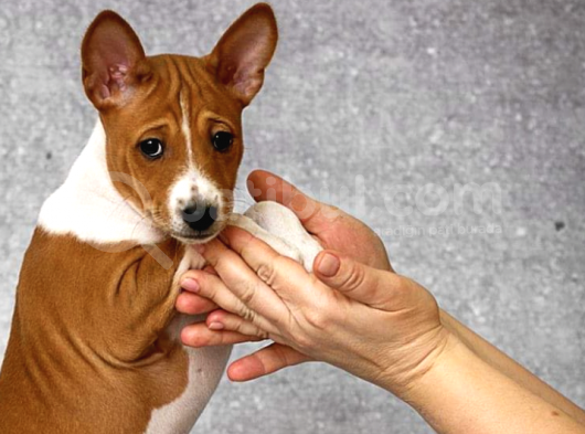 Show Kalite Secereli Basenji Yavruları görsel