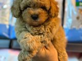 Bebek Yüzlü Toy Poodle Yavrularimiz