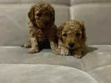 Bebek Yüzlü Toy Poodle Yavrularimiz