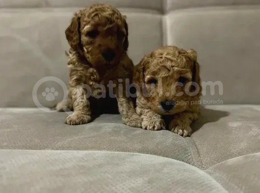 Mükemmel Toy Poodle Yavrularımız Bakırköy görsel