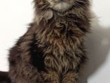 Safkan Full Şecereli Dişi Maine Coon Yavru