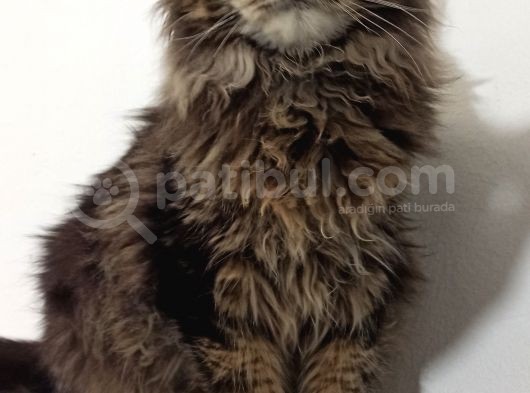 Safkan Full Şecereli Dişi Maine Coon Yavru görsel